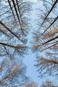 冬天树上衣查看日落底视图树蓝色的天空树干落叶松森林摘要背景