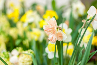 花床上黄色的水仙花盛开的春天花园春天水仙花类型布鲁姆花园盛开的水仙花盛开的水仙花春天
