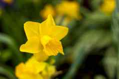 花床上黄色的水仙花盛开的春天花园春天水仙花类型布鲁姆花园盛开的水仙花盛开的水仙花春天花特写镜头