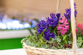 美丽的花安排色彩斑斓的风信子柳条篮子花安排表格概念假期卡花束礼物