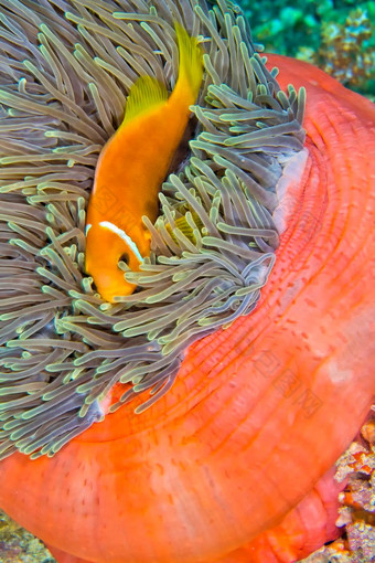 黑鳍anemonefish华丽的海海葵南阿里环礁马尔代夫