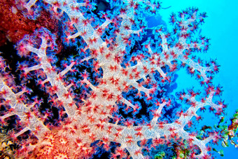软珊瑚布纳肯国家<strong>海洋公园</strong>北苏拉威西岛印尼亚洲