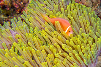 黑鳍anemonefish华丽的海海葵南阿里环礁马尔代夫