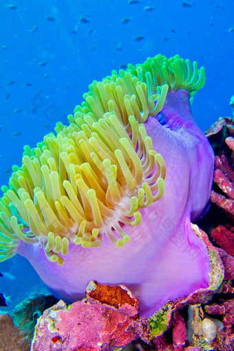华丽的海海葵布纳肯国家海洋公园苏拉威西岛印尼