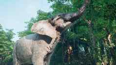 大灰色的非洲大象丛林吃树叶树非洲丛林呈现