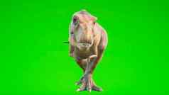 愤怒的恐龙霸王龙走循环无缝的动画爬行动物前面绿色屏幕呈现