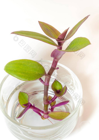 河紫露草属加油水草植物玻璃