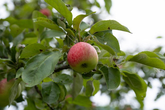 苹果树红色的苹果日落红色的苹果生长分支软焦点苹果绿色苹果树分支花园