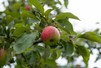 <strong>苹果</strong>树红色的<strong>苹果</strong>日落红色的<strong>苹果</strong>生长分支软焦点<strong>苹果</strong>绿色<strong>苹果</strong>树分支花园