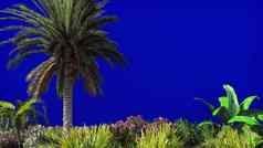 分支机构棕榈树热带植物风蓝色的屏幕美丽的夏天背景呈现