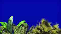 热带植物风蓝色的屏幕美丽的夏天背景呈现