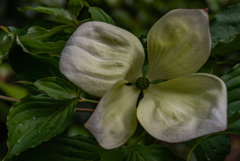 特写镜头山 茱萸埃尔维诺托尼金星开花山茱萸“金星”苞片早期夏天完整的布鲁姆种植植物花园