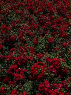 美丽的新鲜的红色的玫瑰春天背景