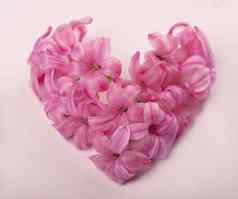 粉红色的吉奥辛斯花铺设形式心点缀春天花粉红色的背景