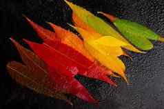秋天叶子调色板色彩斑斓的秋天叶背景