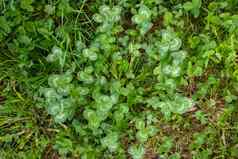 绿色背景幸运三叶草植物爱尔兰传统的象征帕特里克的一天