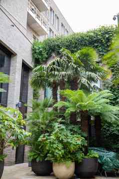 植物小棕榈树入口建筑