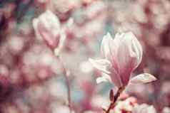 粉红色的开花木兰树春天