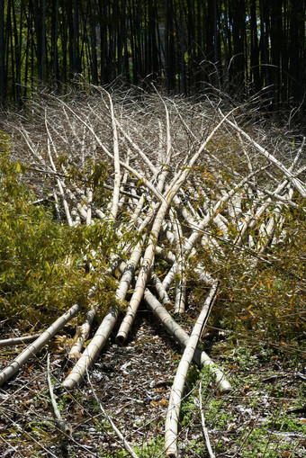 竹子森林森林砍伐