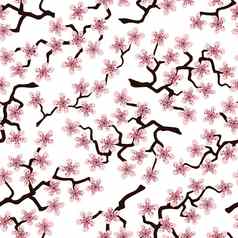 无缝的模式开花日本樱桃樱花分支机构粉红色的花白色背景