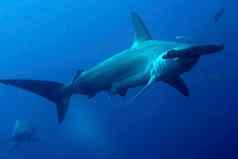 锤头鲨鱼加拉帕戈斯群岛国家公园厄瓜多尔
