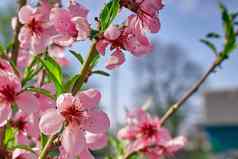 桃子开花春天阳光明媚的天气