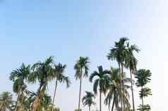 美丽的椰子棕榈树农场自然地平线热带海海滩漂亮的蓝色的清晰的天空云日落阳光夏天假期季节背景摄影复制空间