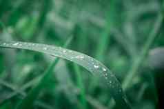 雨滴叶雨下降叶子极端的关闭雨水露水滴叶片草阳光反射冬天多雨的季节美自然摘要背景宏摄影