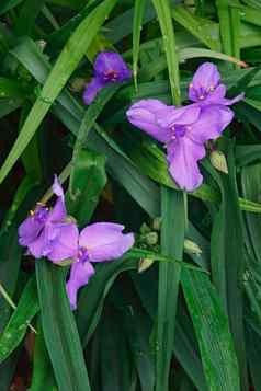 维吉尼亚州紫露草属花