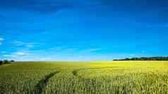 全景视图美丽的农场景观小麦作物晚些时候春天深蓝色的天空阳光明媚的一天光影子相互作用