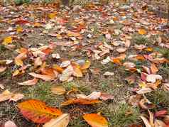秋天季节色彩斑斓的下降叶子干草