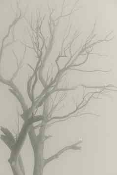 硫佳洁士小鹦鹉树雾澳大利亚