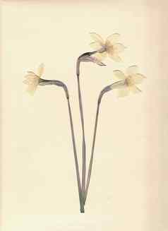按下干水仙花白色那喀索斯扫描图像古董植物标本背景纸板