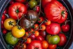 色彩斑斓的有机西红柿大圆形的托盘新鲜的有机红色的黄色的橙色绿色西红柿类型作文各种新鲜的西红柿前视图