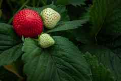 布什新鲜的红色的白色草莓草莓水果增长花园