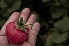 草莓男人。棕榈花园新鲜的有机草莓有机自然农场安全毒素过程收益率有机草莓新鲜的清洁卫生