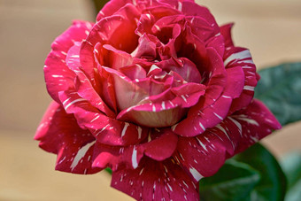 <strong>大</strong>红色的玫瑰花盛开花园夏天阳光明媚的一天