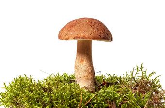 新鲜的牛肝菌属蘑菇莫斯孤立的白色背景