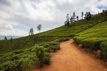 努瓦拉埃利亚茶种植园斯里兰卡斯里兰卡