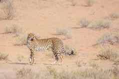 猎豹卡加拉加迪在国外做的公园南非洲