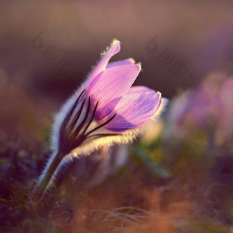 <strong>春天春天</strong>花美丽的紫色的毛茸茸的朝鲜白头翁白头翁长大的盛开的<strong>春天</strong>草地日落