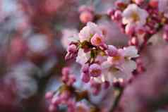 春天开花背景美丽的自然场景盛开的树春天