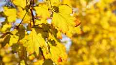 美丽的色彩斑斓的秋天叶子树色彩斑斓的自然背景概念秋天季节