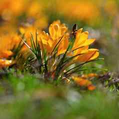 春天橙色花美丽的色彩斑斓的花草地太阳番红花属浪漫黄色的番红花属菊科番红花属托马西尼亚努斯番红花属屋顶