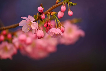 <strong>春天背景</strong>美丽的色彩斑斓的盛开的春天树日本樱桃樱花自然背景