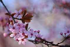 美丽的开花日本樱桃樱花背景花春天一天