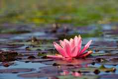 美丽的粉红色的睡莲莲花花池塘睡莲属睡莲