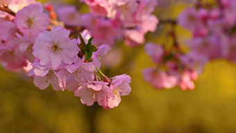<strong>春天背景</strong>美丽的开花树自然颜色美丽的春天早....不断上升的太阳