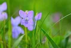 美丽的春天紫色的花草春天花违反了odorata