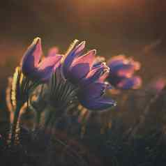 美丽的紫罗兰色的花草地日落美丽的自然色彩斑斓的背景Pasque花白头翁长大的